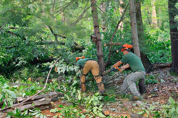 Best Tree Maintenance Programs  in Holtsville, NY